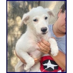 Orchidea sui 3 anni Dolcissima! tg Media - Foto n. 3