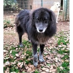 Lupo Dolcissimo Pastore tg Grande - Foto n. 5