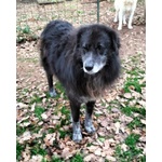 Lupo Dolcissimo Pastore tg Grande - Foto n. 6