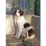 Fox sui 3 anni un Timidino tg Mediopicc - Foto n. 3