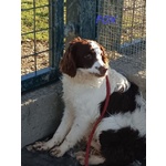 Fox sui 3 anni un Timidino tg Mediopicc - Foto n. 4