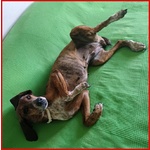 Svitol Segugetta 5 Anni - Foto n. 2