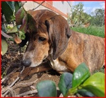 Svitol Segugetta 5 Anni - Foto n. 3