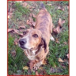 Svitol Segugetta 5 Anni - Foto n. 4