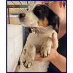 🐶 Altra Razza femmina in adozione a Milano (MI) e in tutta Italia da privato