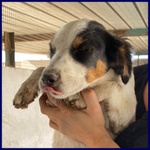 Filadelfia Giovane tg Mediopicc. - Foto n. 3