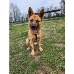 🐶 Altra Razza Femmina in Adozione a Vidigulfo (pv) da Associazione Animali