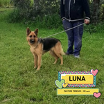 Luna Pastore Tedesco 20 mesi Cerca casa - in Adozione - Foto n. 1