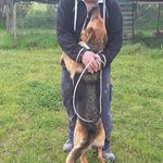 Luna Pastore Tedesco 20 mesi Cerca casa - in Adozione - Foto n. 2