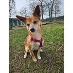 🐶 Altra Razza Femmina in Adozione a Vidigulfo (pv) da Associazione Animali