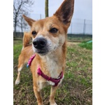 Bice Taglia Piccola - Foto n. 2