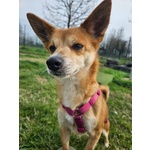 Bice Taglia Piccola - Foto n. 3