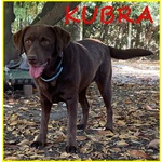 🐶 Labrador Femmina in Adozione a roma (rm) e in Tutta Italia da Privato