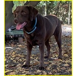 Kubra Stupenda Labrador 4 anni Cieca - Foto n. 3