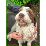 🐶 Lagotto Romagnolo Maschio in Adozione a roma (rm) e in Tutta Italia da Privato