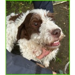 Forli Lagottino 2 anni con una Brutta Patologia - Foto n. 2