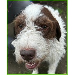 Forli Lagottino 2 anni con una Brutta Patologia - Foto n. 3