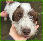 Forli Lagottino 2 anni con una Brutta Patologia - Foto n. 4