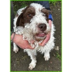 Forli Lagottino 2 anni con una Brutta Patologia - Foto n. 5