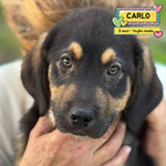 🐶 Altra Razza femmina di 3 mesi in adozione a Latina (LT) e in tutta Italia da associazione animali