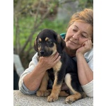 Carlo Dolce Cucciolo 3 mesi Cerca casa - Futura Taglia Media - in Adozione - Foto n. 2