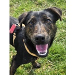 🐶 Altra Razza femmina in adozione a Vidigulfo (PV) da associazione animali