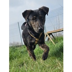 Lilia Taglia Piccola - Foto n. 2