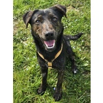 Lilia Taglia Piccola - Foto n. 3