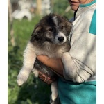 Cesare - Cucciolo 2 mesi e Mezzo Cerca casa - in Adozione - Foto n. 2