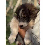 Cesare - Cucciolo 2 mesi e Mezzo Cerca casa - in Adozione - Foto n. 3