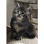 🐱 Maine Coon femmina di 2 mesi in vendita a Calizzano (SV) da privato