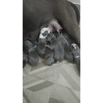 Cuccioli Amstaff blu a bari in Puglia - Foto n. 1