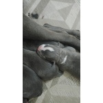 Cuccioli Amstaff blu a bari in Puglia - Foto n. 2