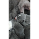 Cuccioli Amstaff blu a bari in Puglia - Foto n. 3