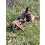 🐶 Pastore Belga maschio di 0 settimana (cucciolo) in vendita a Potenza (PZ) e in tutta Italia da allevamento