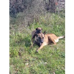 Pastore Belga Malinois Allevamento e Cuccioli in Puglia Campania Basilicata Calabria - Foto n. 2