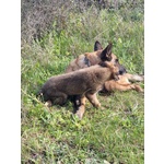 Pastore Belga Malinois Allevamento e Cuccioli in Puglia Campania Basilicata Calabria - Foto n. 3