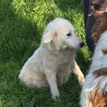 Duchessa Dolce Simil Maremmano 2 anni Cerca Casa - Foto n. 3