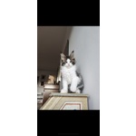 2 Meravigliosi Cuccioli di Maine Coon - Foto n. 1