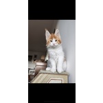 2 Meravigliosi Cuccioli di Maine Coon - Foto n. 2