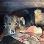 Hope 8 anni Cerca casa - Adozione del Cuore Cagnolina Taglia Piccola - Foto n. 1