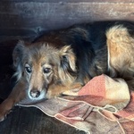 Hope 8 anni Cerca casa - Adozione del Cuore Cagnolina Taglia Piccola - Foto n. 2