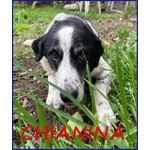 🐶 Altra Razza femmina in adozione a Roma (RM) e in tutta Italia da privato