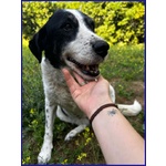 Chianina 12 anni in Gabbia Sogna una Famiglia - Foto n. 2