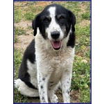 Chianina 12 anni in Gabbia Sogna una Famiglia - Foto n. 3