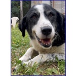 Chianina 12 anni in Gabbia Sogna una Famiglia - Foto n. 4