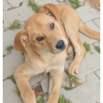 🐶 Altra Razza maschio di 4 mesi in adozione a Parma (PR) e in tutta Italia da privato