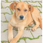 Miele Cucciolo Dolcissimo di 4 mesi Cerca Casa - Foto n. 2