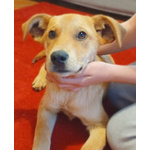 Miele Cucciolo Dolcissimo di 4 mesi Cerca Casa - Foto n. 3