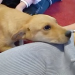 Miele Cucciolo Dolcissimo di 4 mesi Cerca Casa - Foto n. 4